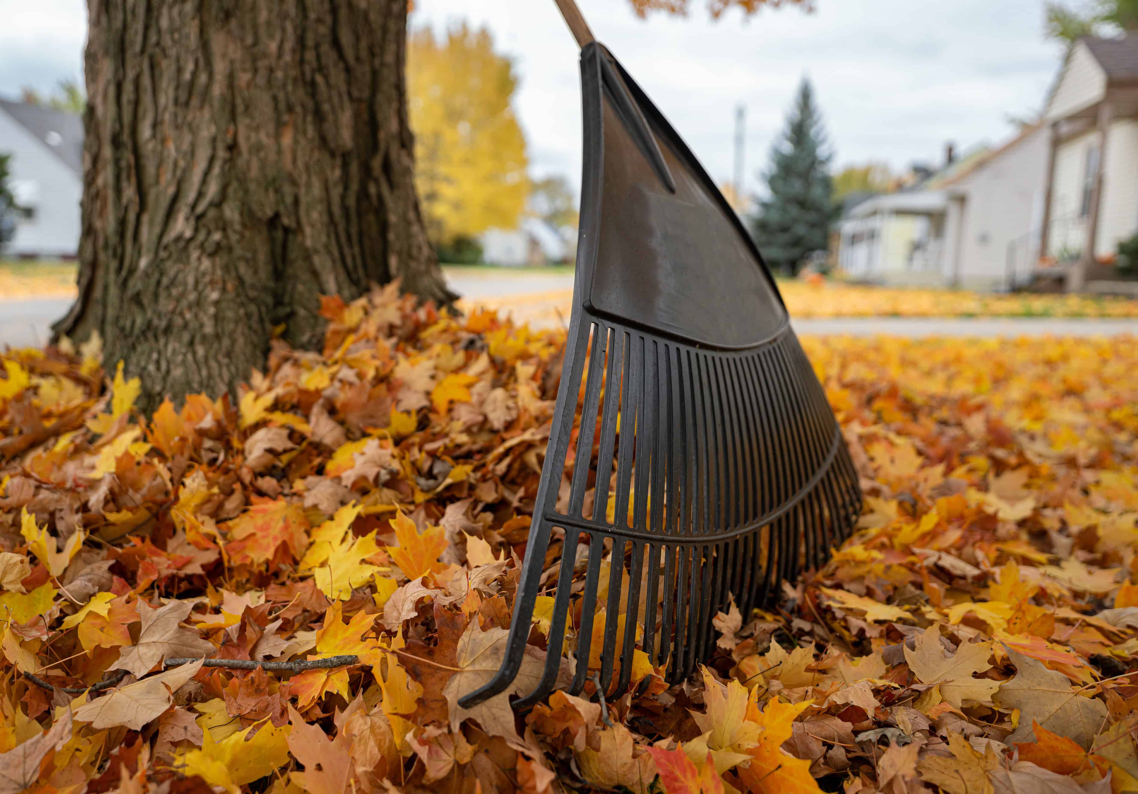 Fall Yard Cleanup image