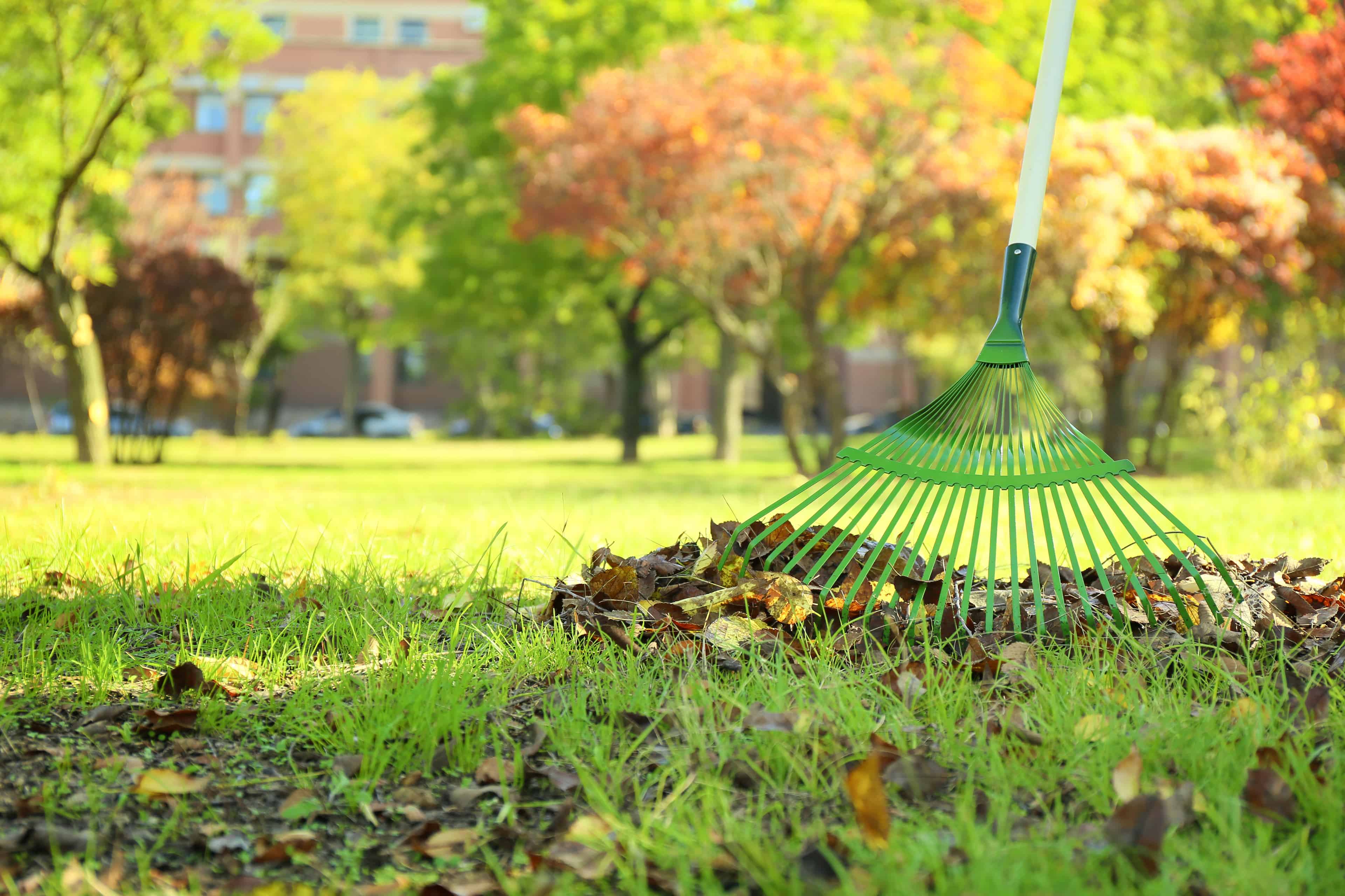 Spring Yard Cleanup image